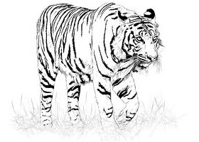 тигър